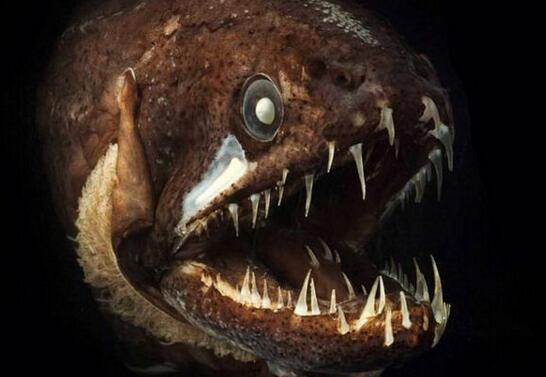 凶神恶煞的深海龙鱼，满口又长又尖的獠牙(身体会发光)