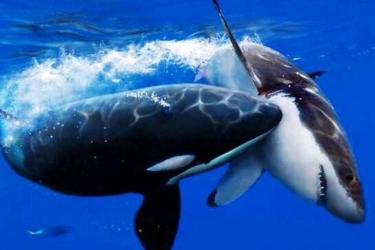 逆戟鲸以大白鲨为食，血盆大口可以吞下一整只海狮