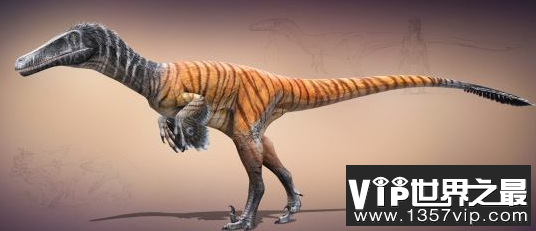 世界上最小的恐龙，体长仅有几十厘米