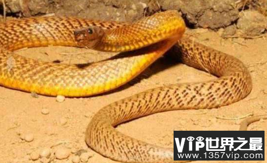 世界上最危险的蛇，最危险的十种蛇类排行