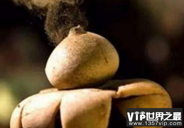 世界上最罕见的蘑菇:恶魔雪茄，会冒烟雾发出声音