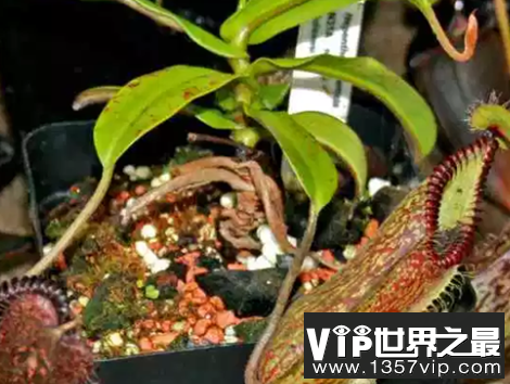 十大食肉植物，十大美丽又致命的食肉植物