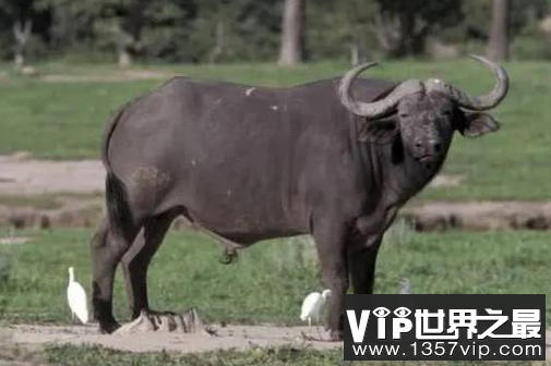 地球中最可怕的生物，地球上最可怕的4种生物