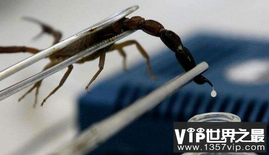 世界上最珍贵的液体，蝎毒售价达到6千万人民币