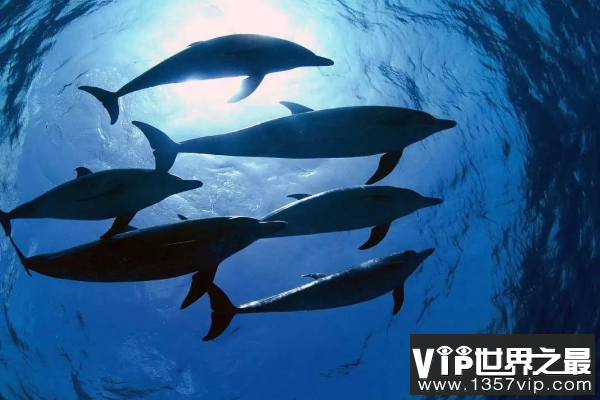 鲨鱼不吃海豚的原因是什么 海豚强大的群体数量