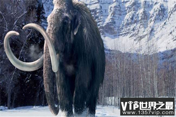 最大的猛犸象叫草原猛犸象 体重可达十二吨高4.5米