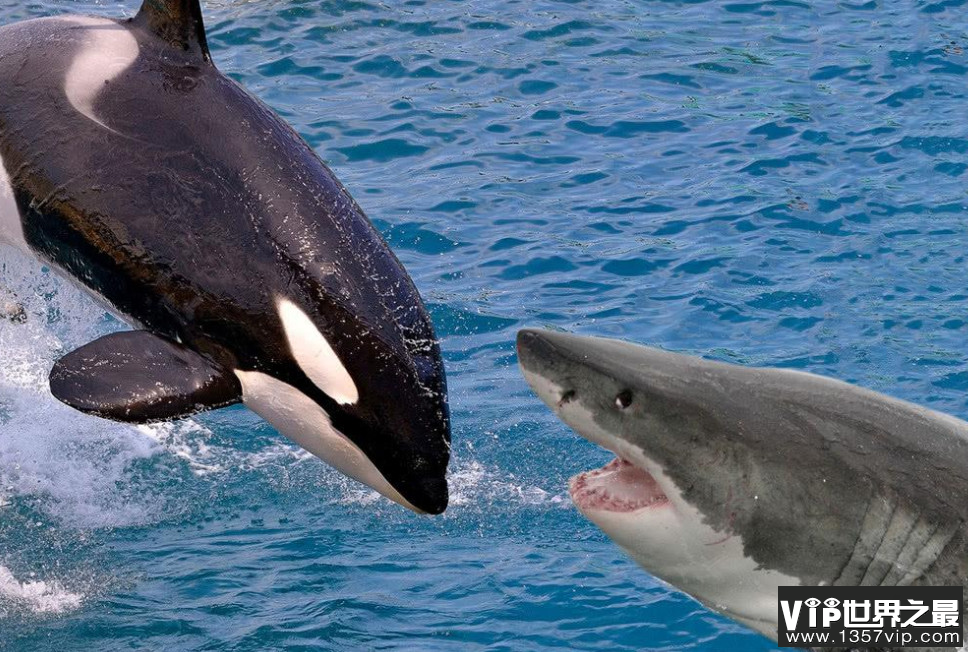 大白鲨怎么杀死虎鲸?大白鲨为什么打不过虎鲸