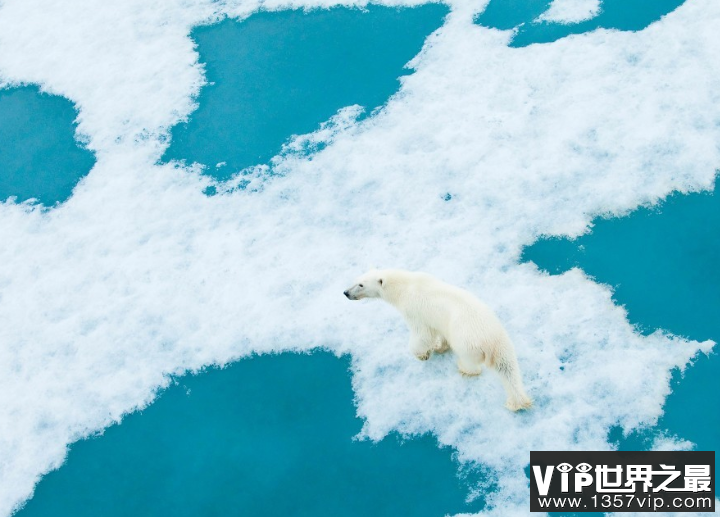 北极熊为什么生活在北极，北极熊真到了南极吃什么
