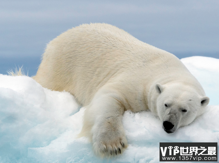 北极熊到南极能生存吗，绝不会为了吃什么而发愁