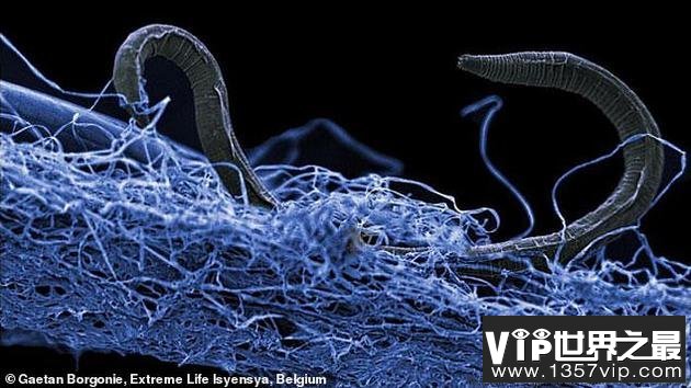 地下深处罕见的微生物“僵尸细菌”