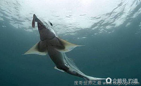 最奇葩的新物种幽灵鲨，丁丁既然长在鼻子上