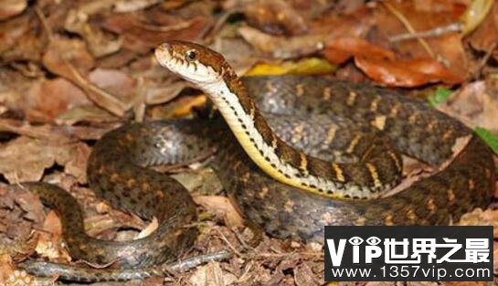 世界上最美的无毒蛇，横斑锦蛇列入中国极危动物
