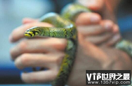 世界上最美的无毒蛇，横斑锦蛇列入中国极危动物