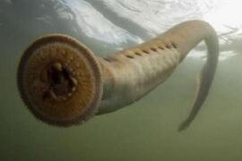 北极七鳃鳗靠吸食鲜血为生，长达60厘米恐怖生物