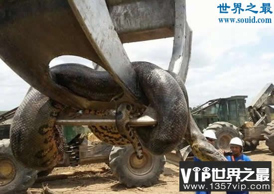 世界上最重的蛇，巴西炸出重1吨长10米巨蟒(视频)(www.5300tv.com)