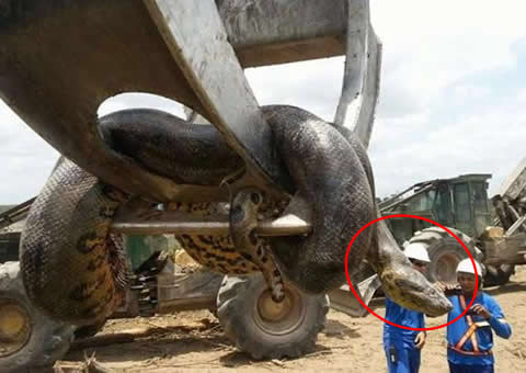 世界上最重的蛇，巴西炸出重1吨长10米巨蟒