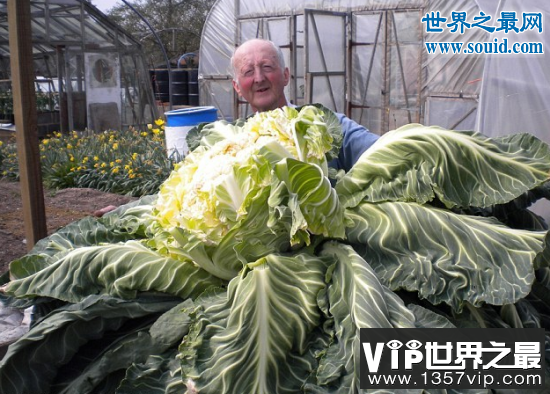 世界上最大的花菜，英国老汉种出54斤花菜(www.5300tv.com)