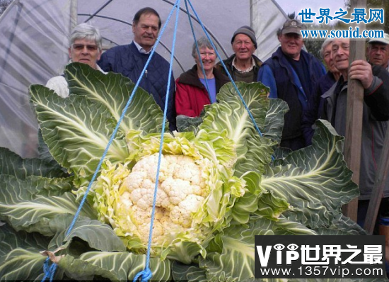 世界上最大的花菜，英国老汉种出54斤花菜(www.5300tv.com)