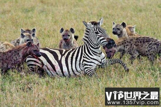 恶心的鬣狗掏肛，怀孕母象惨遭鬣狗群攻掏出小象