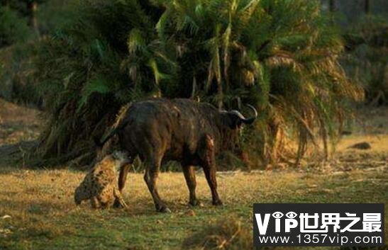 恶心的鬣狗掏肛，怀孕母象惨遭鬣狗群攻掏出小象