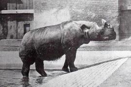 最后一只中国犀牛被杀，在中国彻底灭绝原因