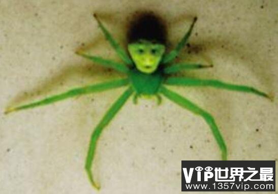 世界上最诡异的人面蜘蛛，因酷似人脸而得名(还有头发)