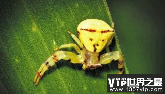 世界上最诡异的人面蜘蛛，因酷似人脸而得名(还有头发)