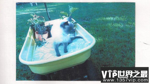 世界上年龄最大的猫，30岁的猫打破世界纪录(www.5300tv.com)