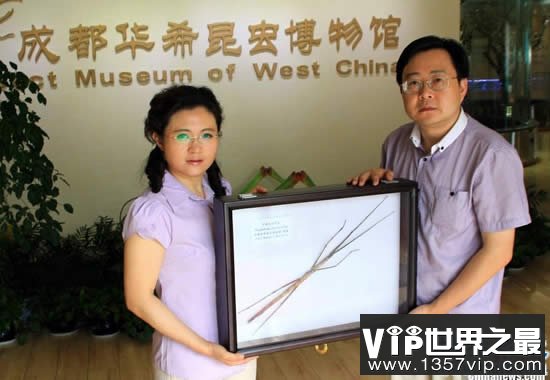 最新世界上最长的昆虫，长62.4厘米的巨型竹节虫(www.5300tv.com)