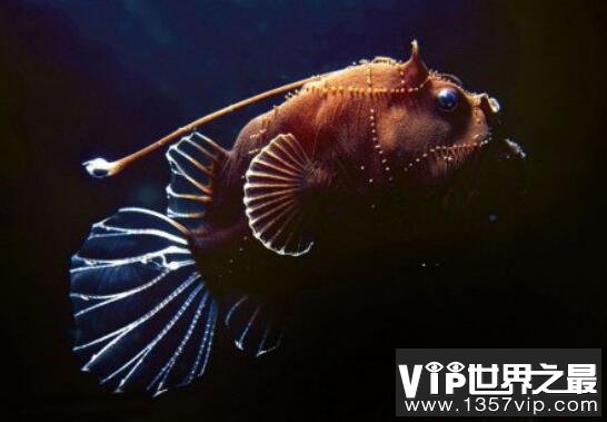 超丑的深海安康鱼，自带发光器独特的捕食技术