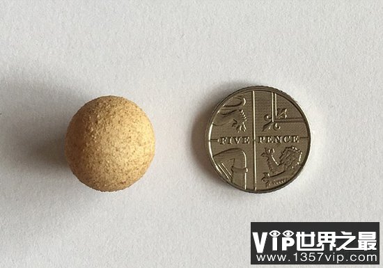 世界上最小的鸡蛋，比一元硬币还小(仅1.55厘米)(www.5300tv.com)