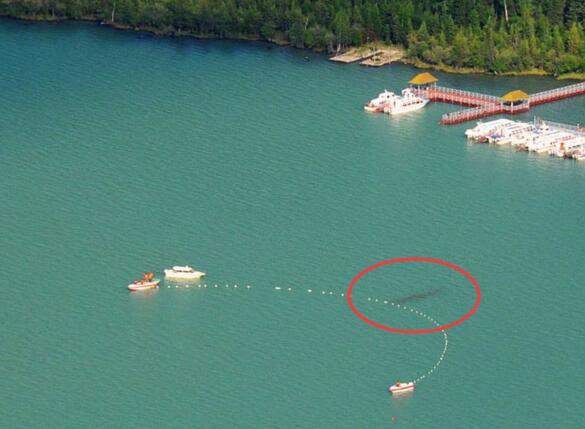 新疆喀纳斯湖水怪真相之谜，乃长达10米的巨型哲罗鲑