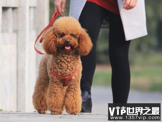 贵宾犬和泰迪的区别，泰迪是贵宾犬修剪毛发之后的一种叫法