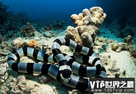 海蛇有毒吗，世界上最毒的海蛇图片大全