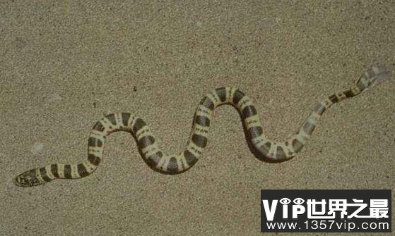海蛇有毒吗，世界上最毒的海蛇图片大全