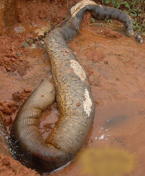 现今世界最大蟒蛇，亚马逊巨蟒(史上最大蟒蛇塞雷洪泰坦蟒)