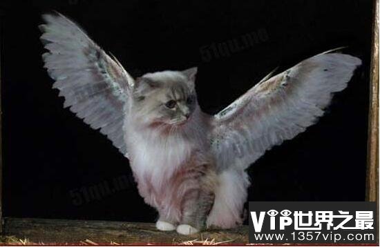 未知生物天使猫，长有翅膀还会飞(目击者称体型长达3米)
