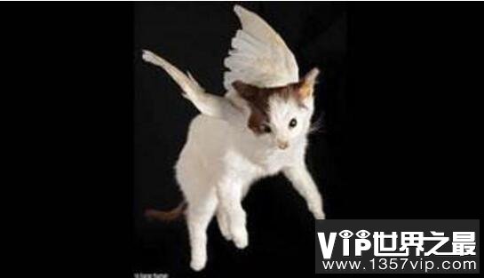 未知生物天使猫，长有翅膀还会飞(目击者称体型长达3米)
