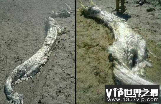 1934年营川坠龙事件真相，央视报道专家研究为鲸鱼尸体