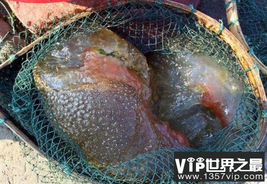 福建左海湖水怪外貌长相，一团带血丝的恶心微生物
