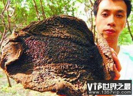 吸血毯怪物吸干动物鲜血，一旦缠上不死也要掉层皮