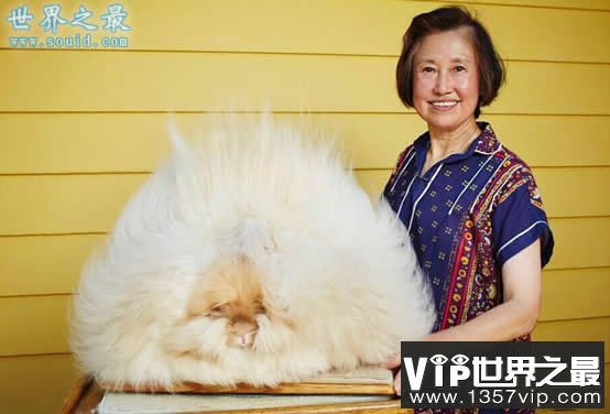 2016年吉尼斯世界纪录大全15个精选(www.5300tv.com)