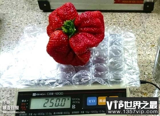 世界上最大的草莓，日本种出重达0.5斤草莓(图)(www.5300tv.com)