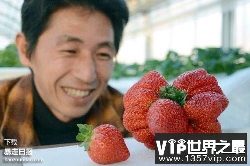 世界上最大的草莓，日本种出重达0.5斤草莓(图)(www.5300tv.com)