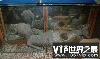 美人鱼真的存在吗？揭开美人鱼神秘面纱