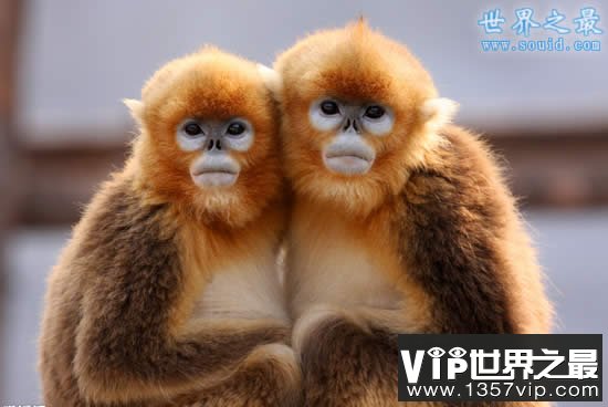 关于猴子的15个吉尼斯世界纪录，喜迎2016猴年(www.5300tv.com)