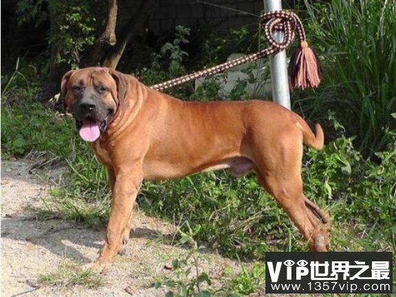 狗中四疯是哪4个，菲勒、比特、土佐、杜高(发起疯来战斗力爆表)