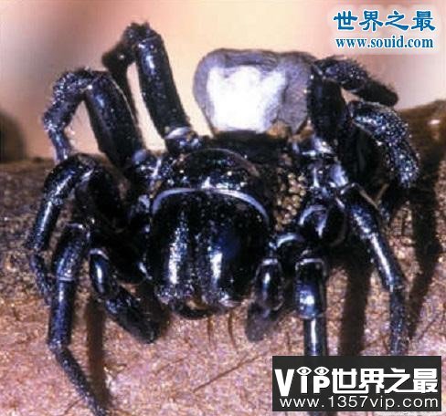 世界上最毒的十大蜘蛛排名，巴西游走蛛咬一口致男子勃起数天(www.5300tv.com)