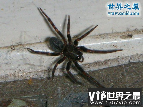 世界上最毒的十大蜘蛛排名，巴西游走蛛咬一口致男子勃起数天(www.5300tv.com)