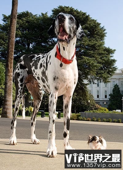 世界上最大的狗和最小的狗相遇(www.5300tv.com)